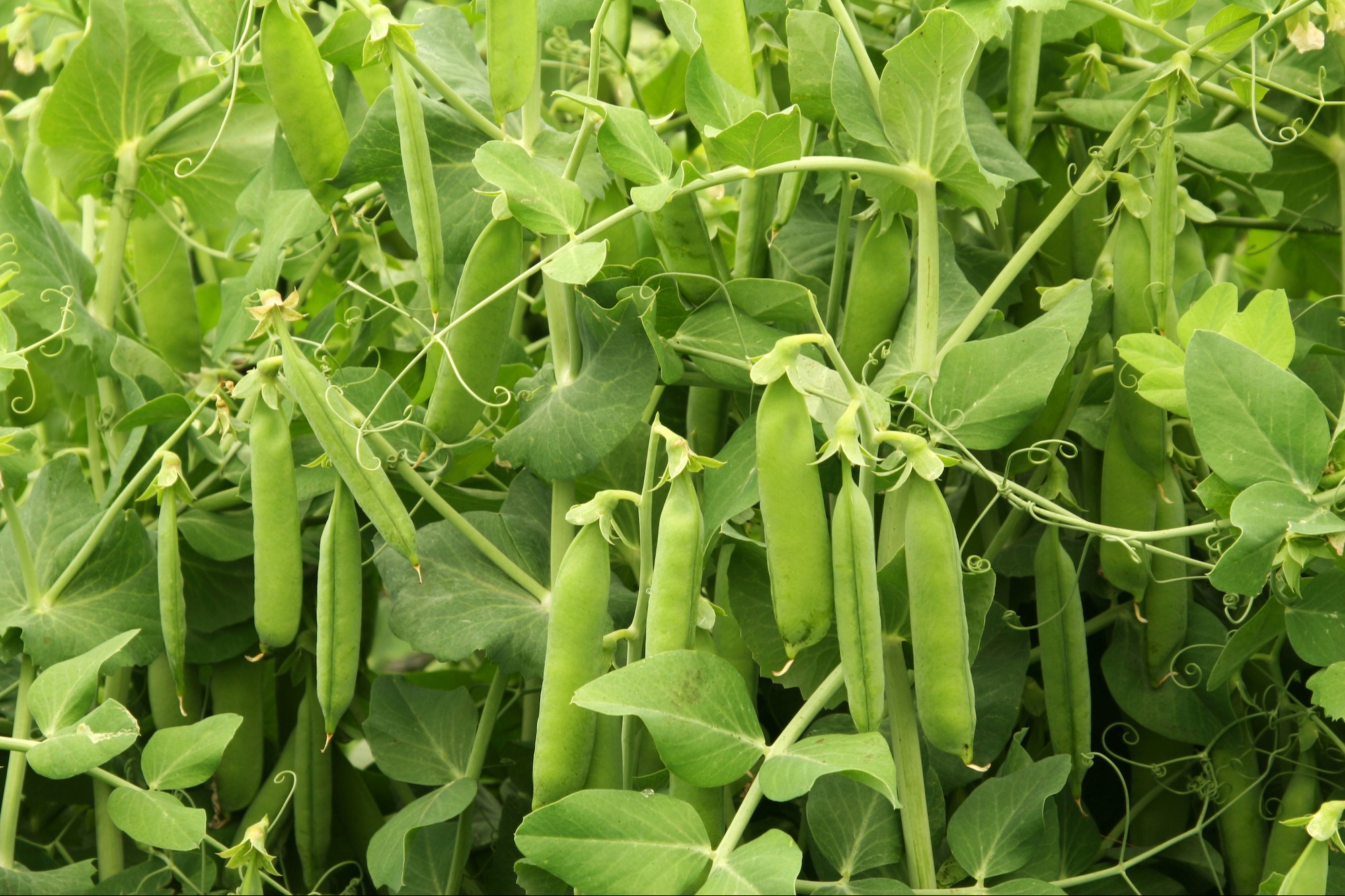 Peas - Kelvedon Wonder